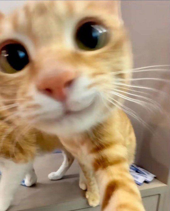 potret kucing oren tersenyum manis (x.com/Catsillyness)