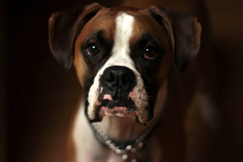 gambar anjing galak (unsplash.com/Jordan Davis)