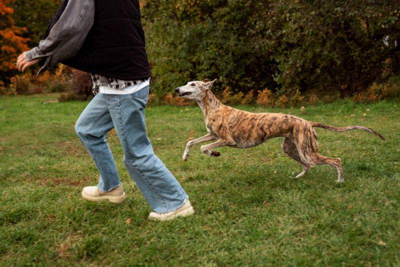 gambar orang dikejar anjing (freepik.com/Freepik)