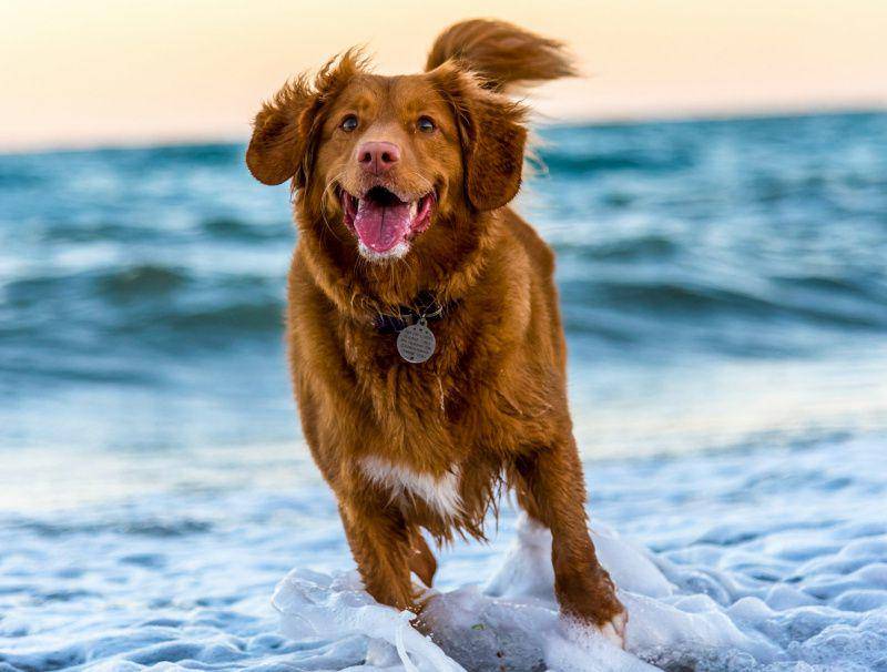 gambar seekor anjing berlari (unsplash.com/Oscar Sutton)