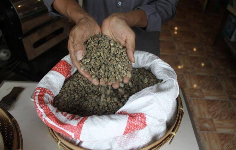 Biji kopi Arabika asal Sipirok, Tapanuli Selatan (Dok. Istimewa)