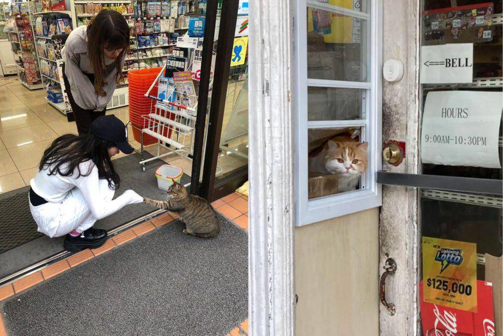 kolase potret kucing menyambut kedatangan pembeli di toko (x.com/Catshealdeprsn I reddit.com/Peasy)
