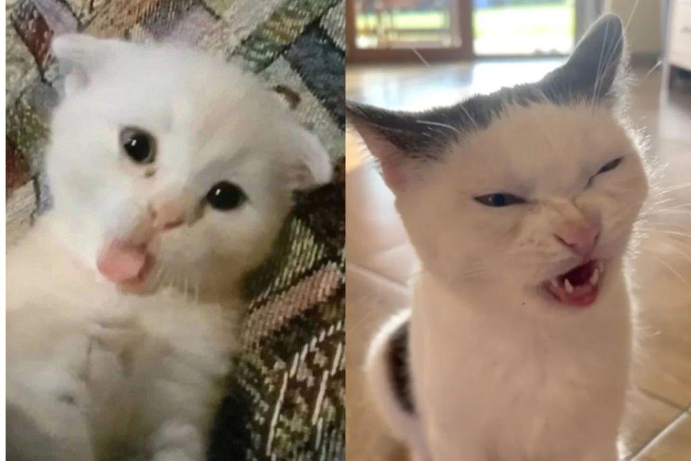 7 Potret Kocak Kucing Putih Memasang Muka Meledek, Tengil Banget!