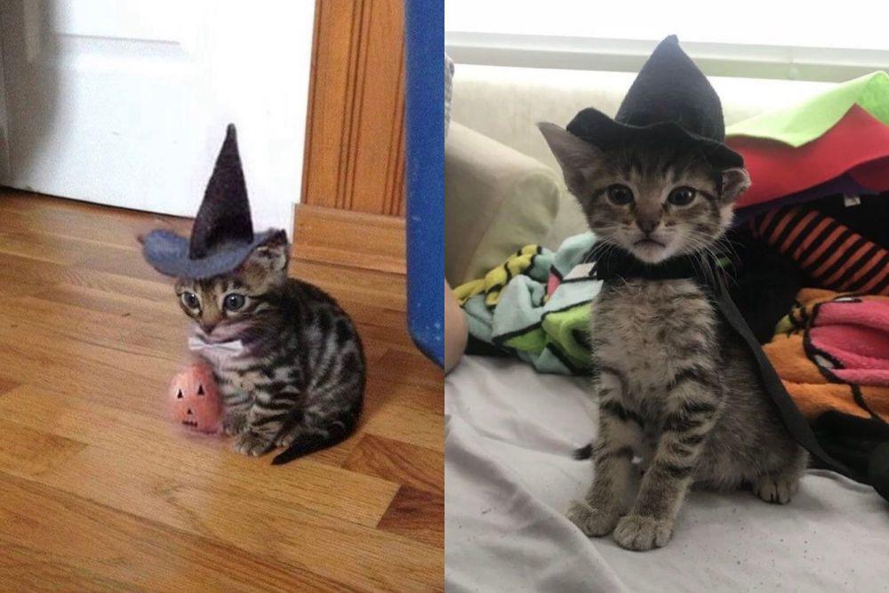 10 Potret Kocak Kucing Jadi Penyihir, Awas Dikutuk Jadi Kodok!