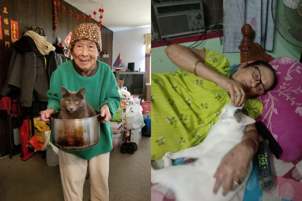 kolase potret lucu kucing jadi cucu kesayangan nenek (reddit.com/wendee I reddit.com/Putrid-Climate739)