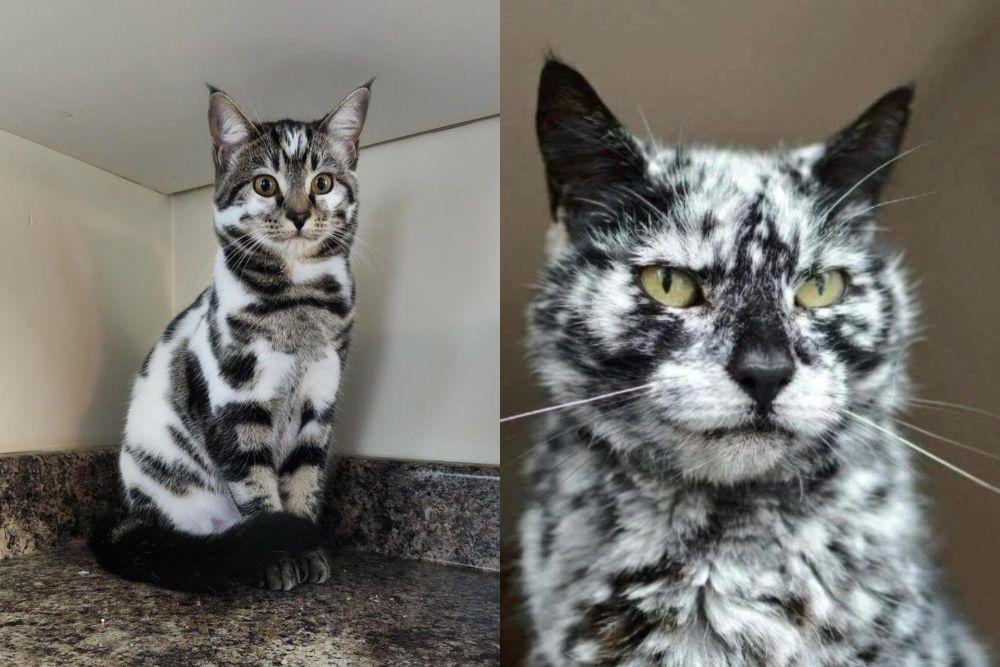 8 Kucing Mirip Kukis Hitam Putih, Motif Bulunya Unik!