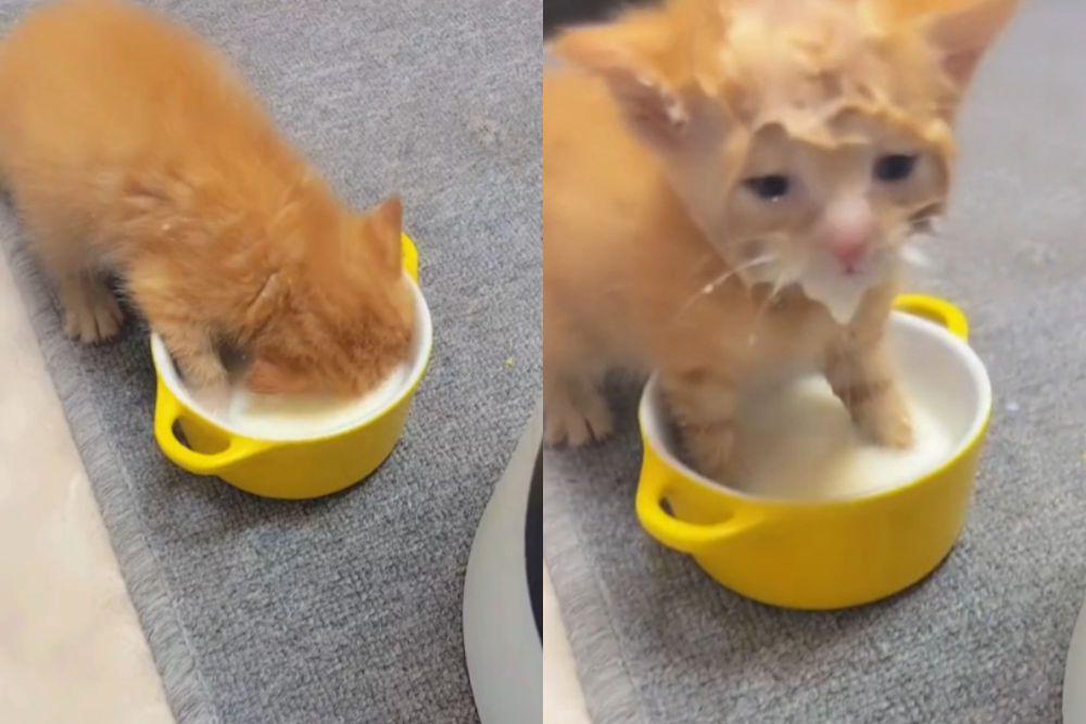 potret lucu kucing setelah minum susu (tiktok.com/pawenforcer)