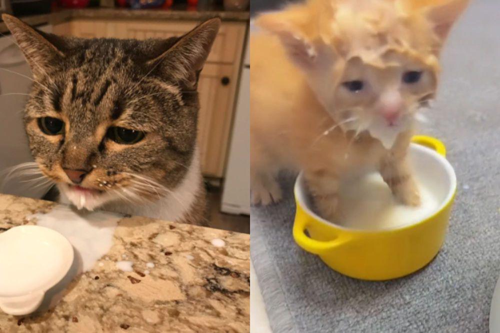 kolase potret lucu kucing setelah minum susu (reddit.com/InsignificantFriend I tiktok.com/pawenforcer)