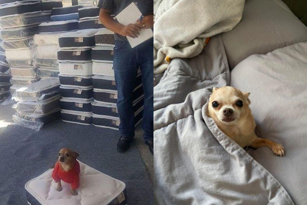 7 Potret Lucu Anjing Chihuahua di Atas Kasur, Langsung Jadi Kalem!