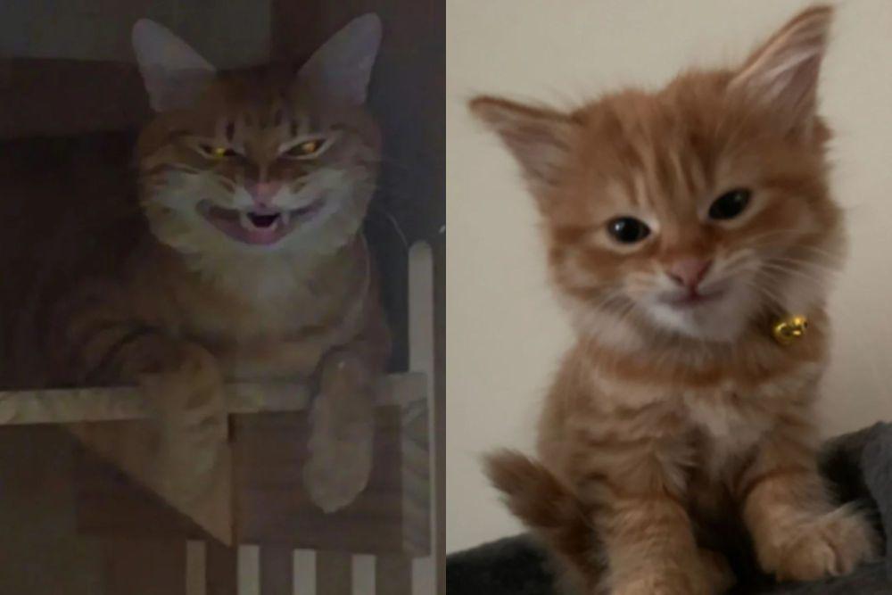 7 Potret Kucing Oren dengan Aura 'Villain', Vibes-nya Antagonis Banget
