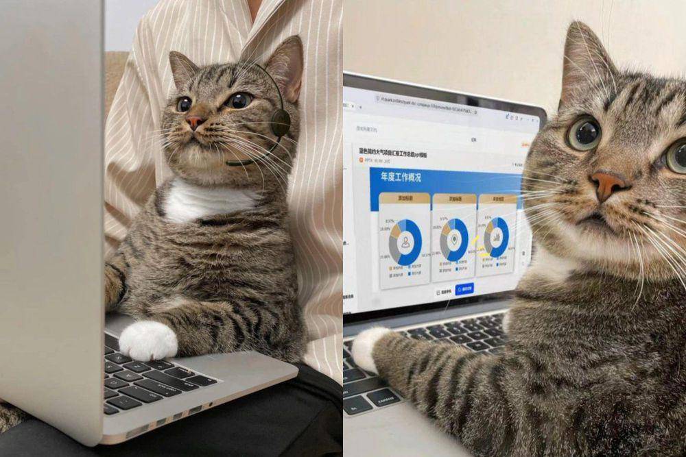 kolase potret kucing mujair produktif (x.com/CatWorkers)