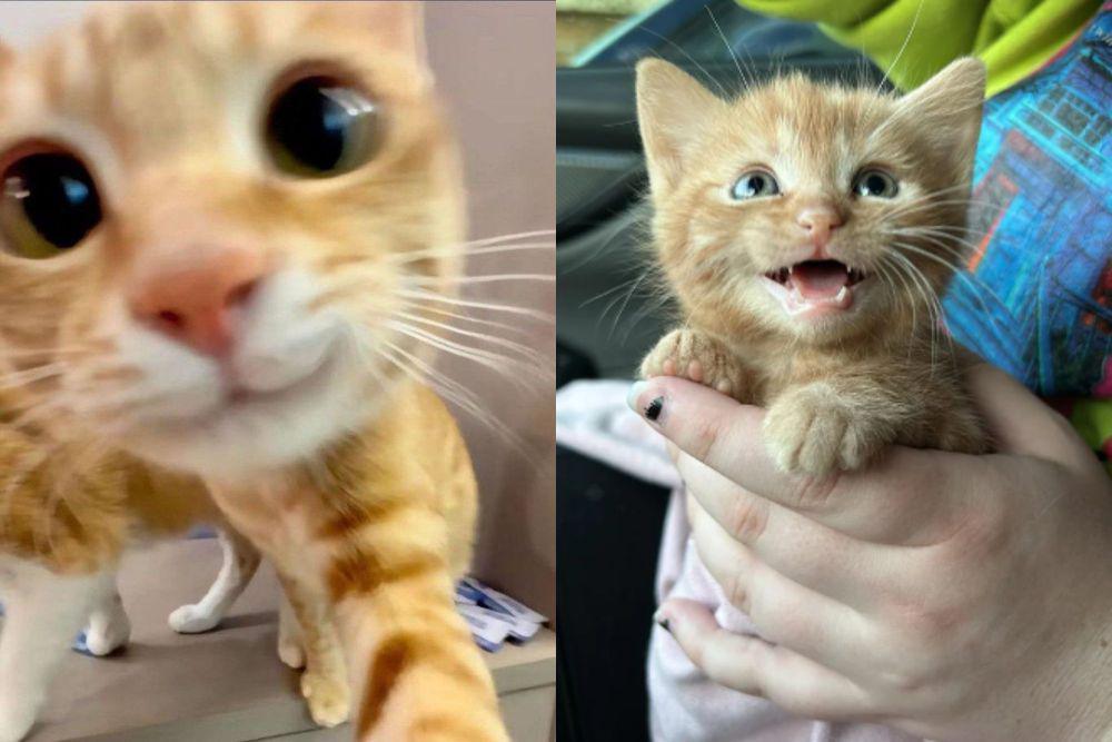 8 Potret Kucing Oren Senyum Manis, Jadi Makhluk Paling Gemoy Sedunia!