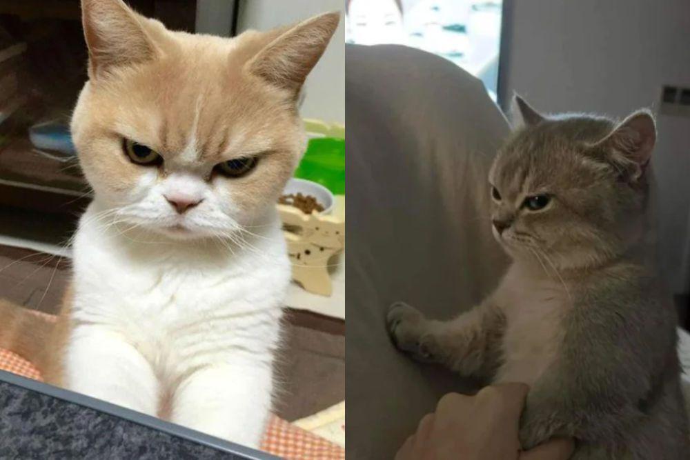7 Foto Anak Kucing Bete Maksimal, Malah Kiyowo?
