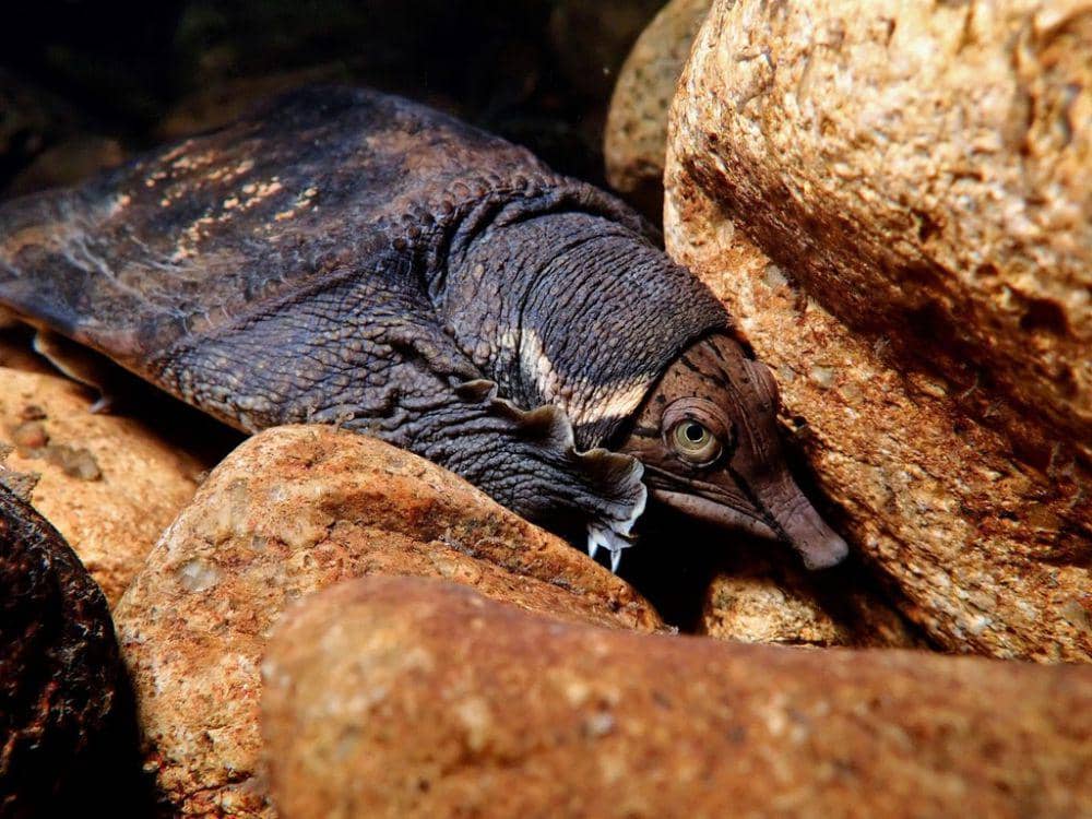 Trionychidae (inaturalist.org/Tom Lee)