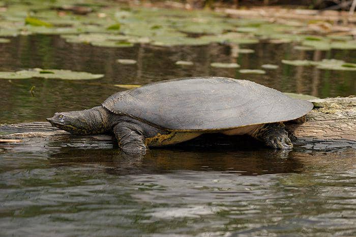 5 Fakta Menarik Trionychidae, Famili Kura-Kura Bercangkang Lunak!