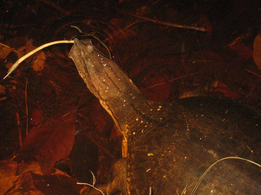 Trionychidae (inaturalist.org/Lucy Keith-Diagne)