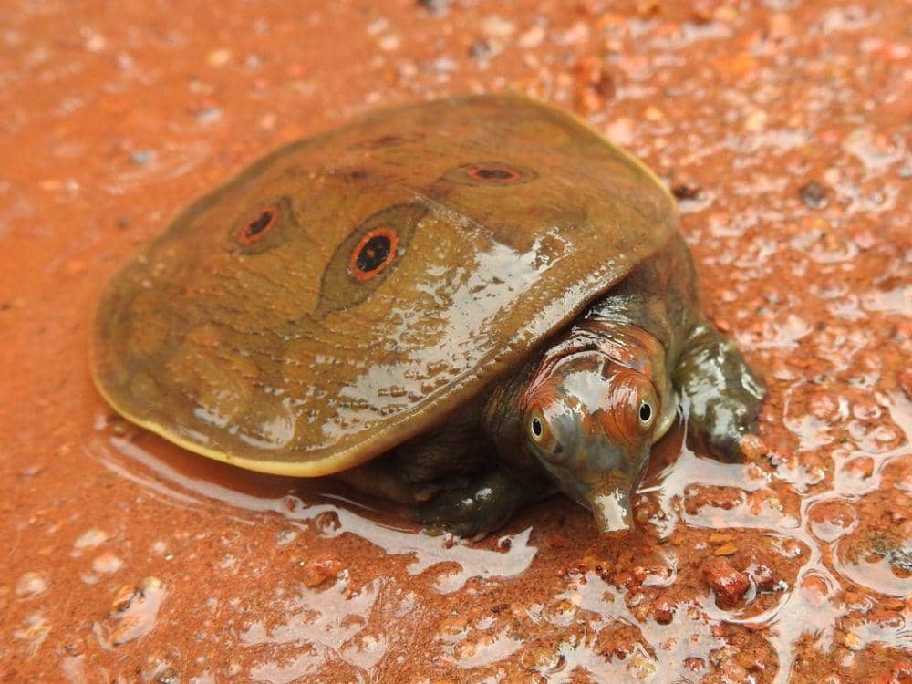 Trionychidae (inaturalist.org/M V Bhaktha)