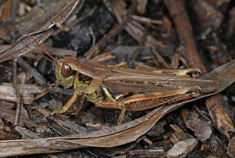 Belalang kaki merah (inaturalist.org/Judy Gallagher)