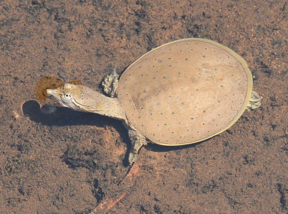 Trionychidae (inaturalist.org/Joe Girgente)