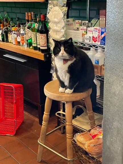 potret kucing menyambut kedatangan pembeli di toko (reddit.com/adelf252)