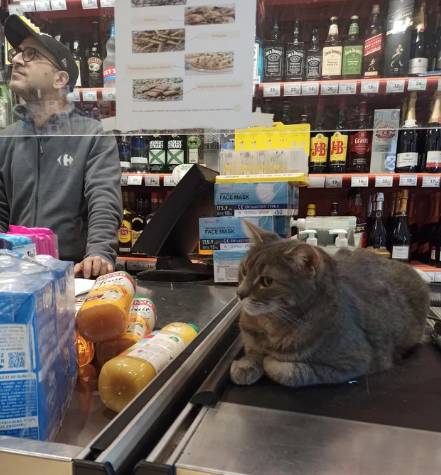 potret kucing menyambut kedatangan pembeli di toko (reddit.com/BigDurite)