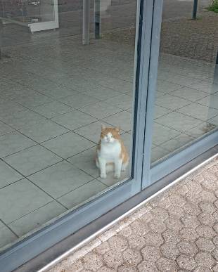 potret kucing menyambut kedatangan pembeli di toko (reddit.com/--meganja--)