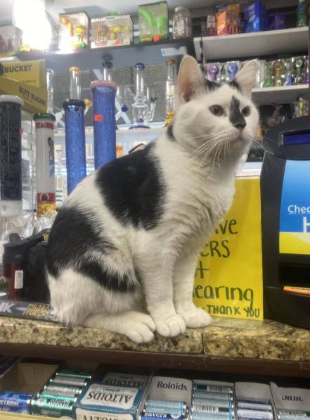 potret kucing menyambut kedatangan pembeli di toko (reddit.com/duaneap)