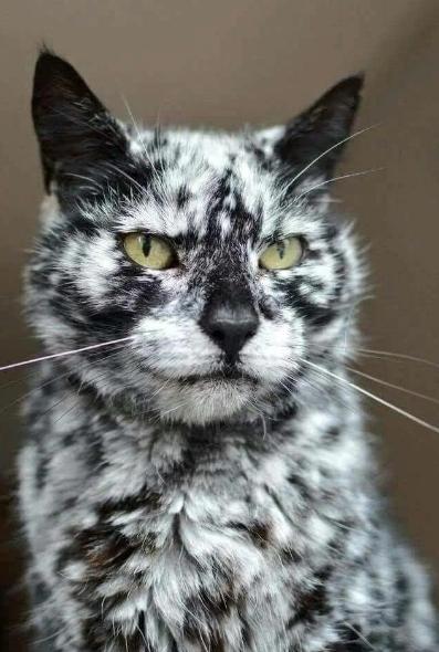 potret kucing mirip kukis hitam putih (reddit.com/streetsofyesterday)