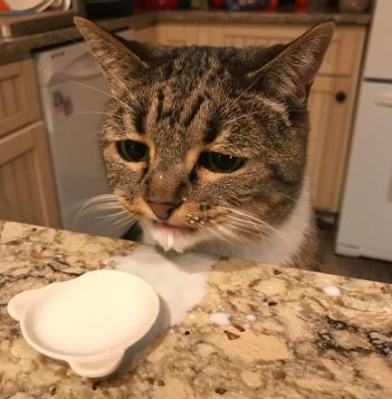 potret lucu kucing setelah minum susu (reddit.com/InsignificantFriend)