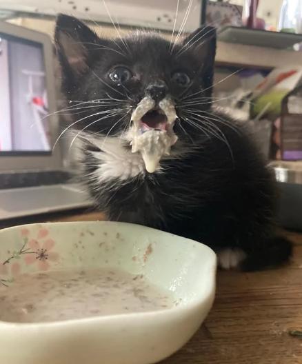 potret lucu kucing setelah minum susu (reddit.com/Buchabricks)