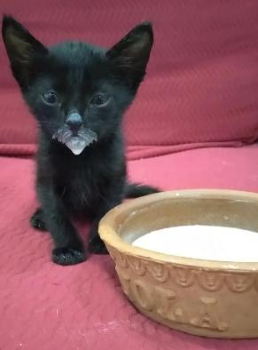 potret lucu kucing setelah minum susu (reddit.com/HeshamMoSelim)