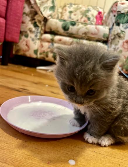 potret lucu kucing setelah minum susu (reddit.com/JimmyBrianandMike)