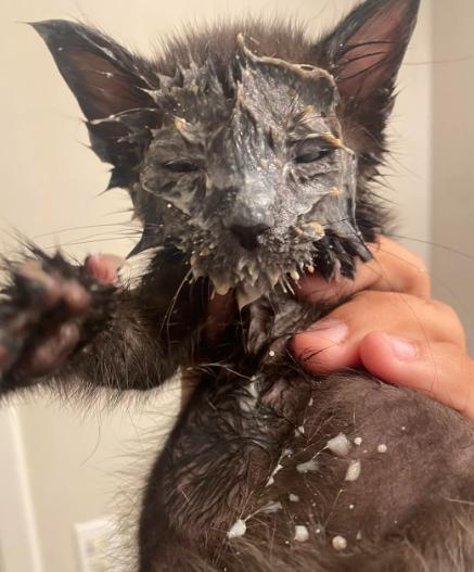 potret lucu kucing setelah minum susu (reddit.com/Kingjw74)