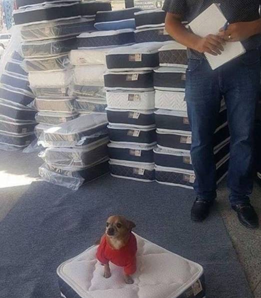 potret anjing Chihuahua di atas kasur (x.com/contextdogs)
