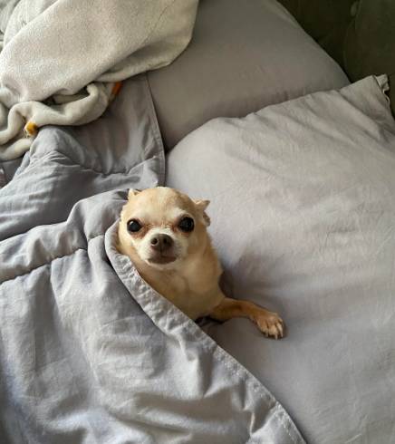 potret anjing Chihuahua di atas kasur (reddit.com/blossomdoodles)
