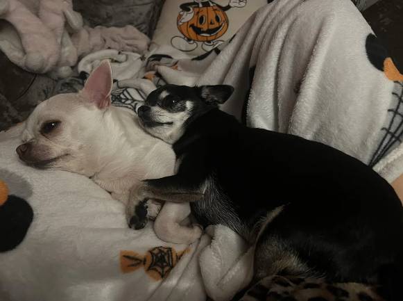 potret anjing Chihuahua di atas kasur (reddit.com/Missdaisydoll)