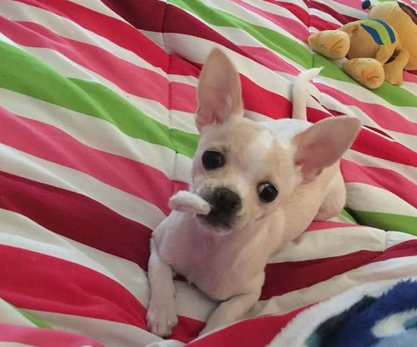 potret anjing Chihuahua di atas kasur (reddit.com/meliposserock)