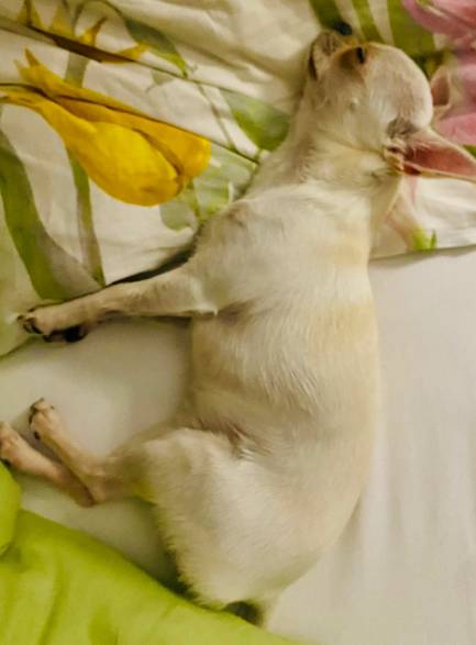 potret anjing Chihuahua di atas kasur (reddit.com/FeedbackBoth6035)