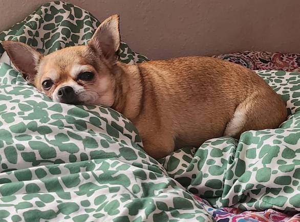 potret anjing Chihuahua di atas kasur (reddit.com/deleted)