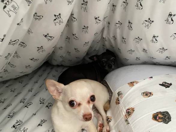 potret anjing Chihuahua di atas kasur (reddit.com/tramadoc)