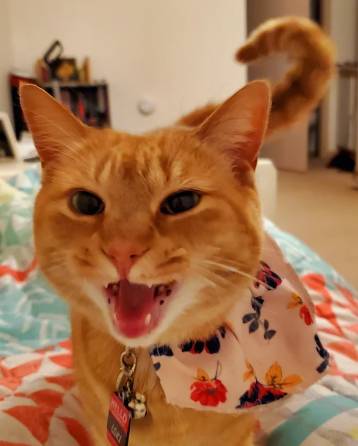 potret kucing oren tersenyum manis (reddit.com/lokidoki2727)