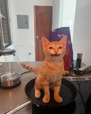 potret kucing oren tersenyum manis (reddit.com/weresostarv1ng)