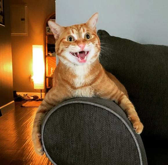 potret kucing oren tersenyum manis (reddit.com/deleted)