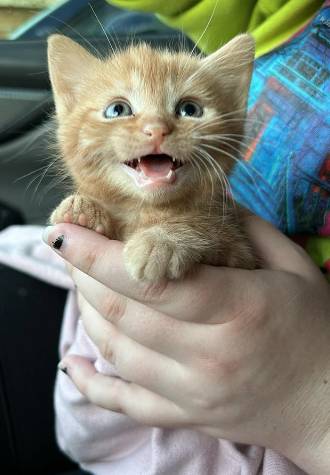 potret kucing oren tersenyum manis (reddit.com/ZoZoBettaLover1305)