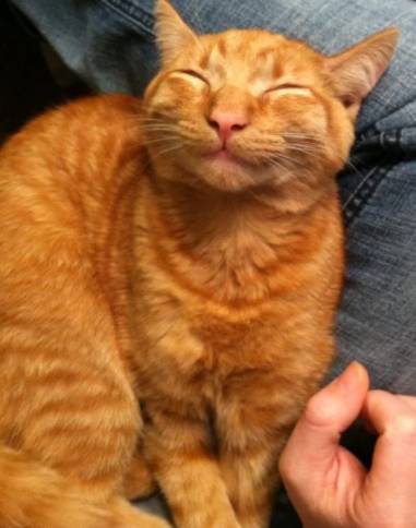 potret kucing oren tersenyum manis (reddit.com/Cynaster)