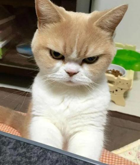 potret muka anak kucing bete maksimal (reddit.com/Possible_Map7639)