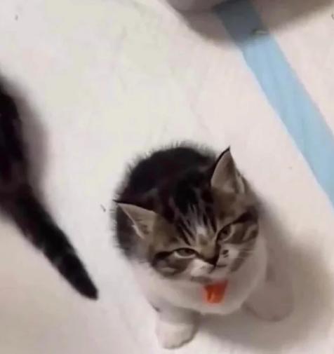 potret muka anak kucing bete maksimal (reddit.com/AreYouItchy)