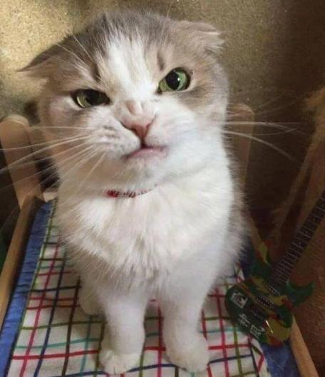 potret muka anak kucing bete maksimal (reddit.com/supersquee)