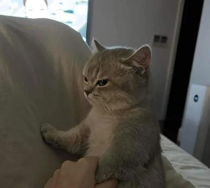 potret muka anak kucing bete maksimal (reddit.com/ThrowRA_XX20)