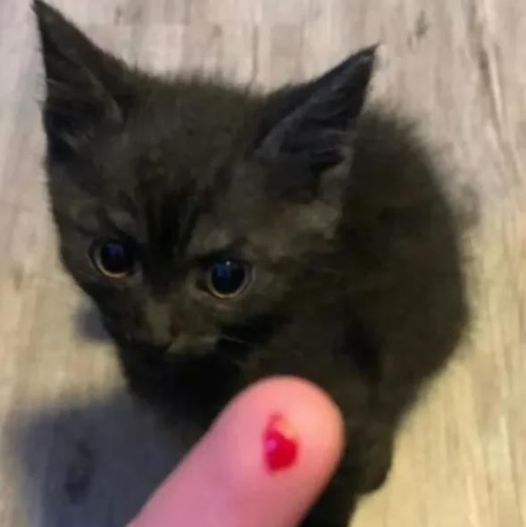 potret muka anak kucing bete maksimal (reddit.com/PerfectPoints)